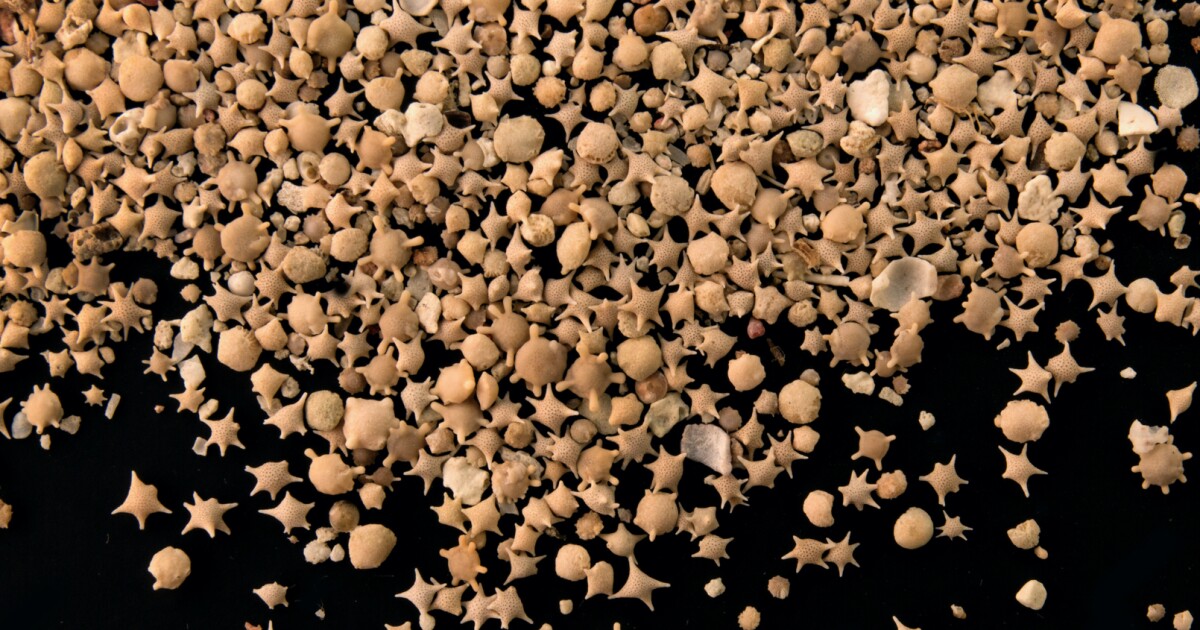 Forabot Robotic Searches By Way Of Tiny Shells From Prehistoric Occasions Batang Tabon Forabot Robotic Searches By Way Of Tiny Shells From Prehistoric Occasions Batang Tabon